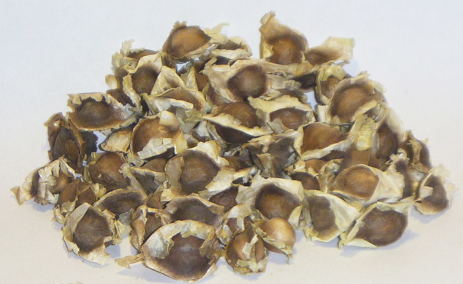 Moringa